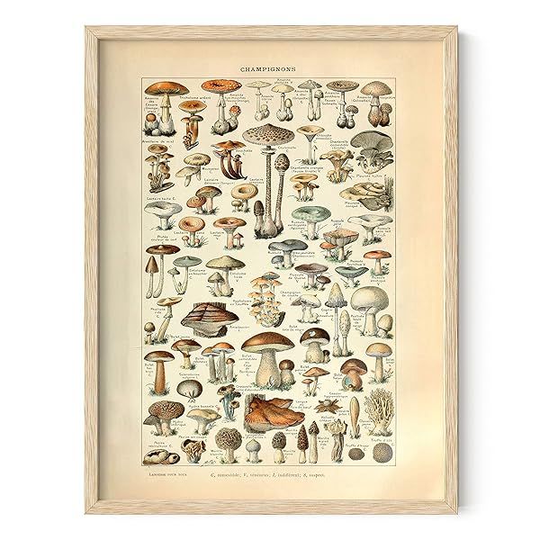 Vintage Adolphe Millot Poster & Chart - Cottagecore Botanical Wall Decor (12x16, Beige Frame)