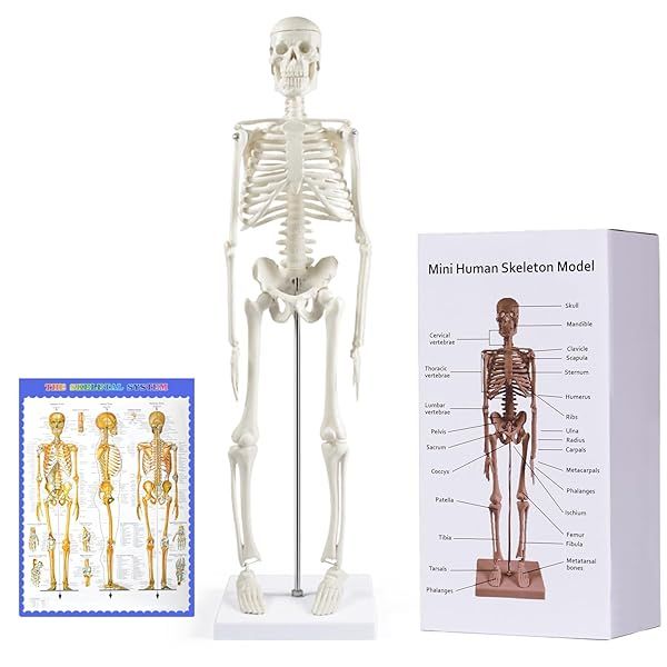 breesky Human Skeleton Model for Anatomy: 17” Human Skeleton Model with Movable Arms and Legs - Scientific Model for Study and Display
