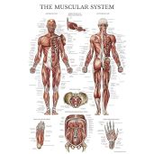 Palace Learning Laminated Muscular System Poster - Double-Sided Muscle Anatomy Chart (18x27) for Easy Study